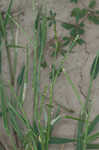 Broadleaf signalgrass